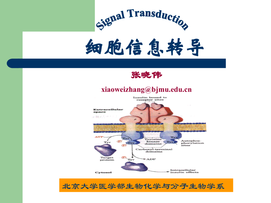 生物化学课件（杨洋）16信号传导_第1页