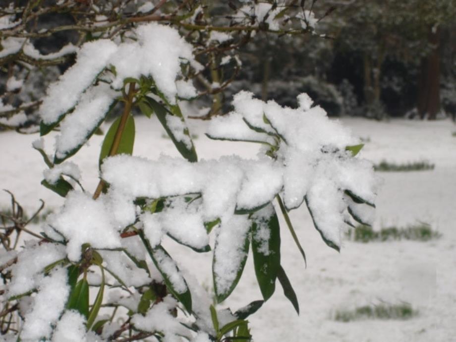 语文下雪的早晨_第3页