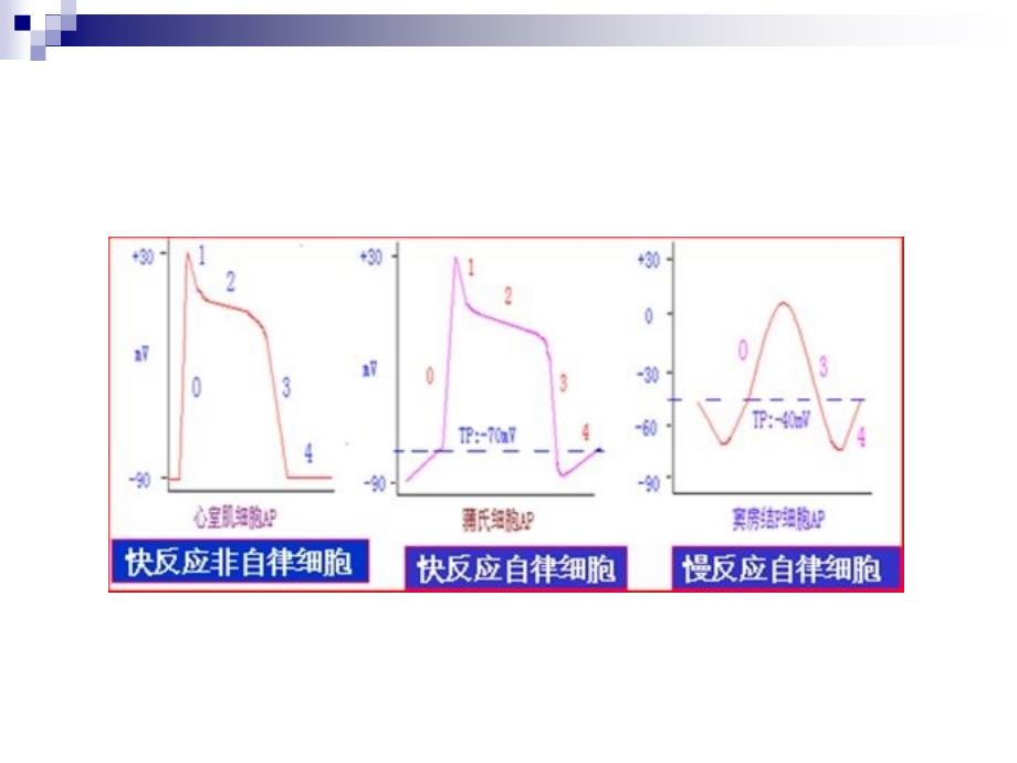 心脏电生理学及生理特性_第3页