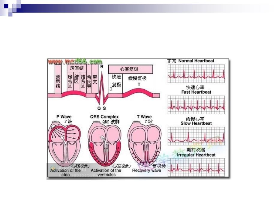 心脏电生理学及生理特性_第4页