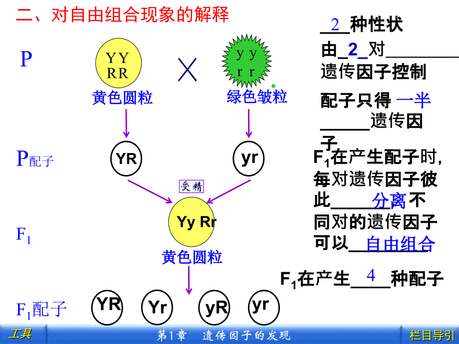 孟德尔的豌豆杂交实验(二)(3课时)_第3页