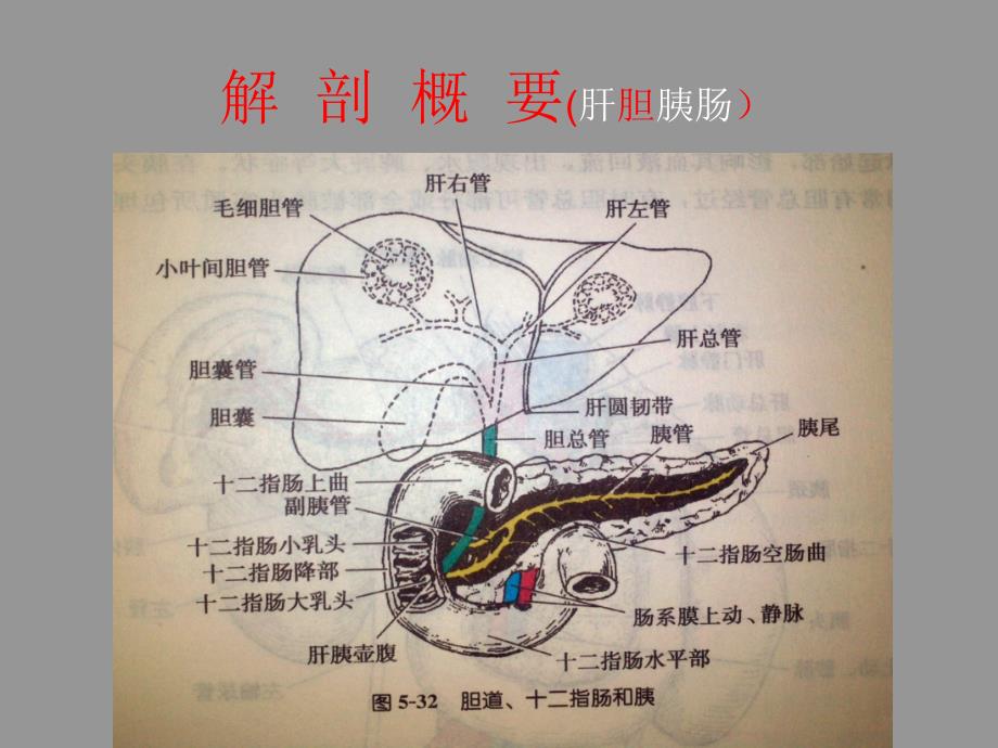 外科学教学课件（暨南大学）胆道疾病_第4页