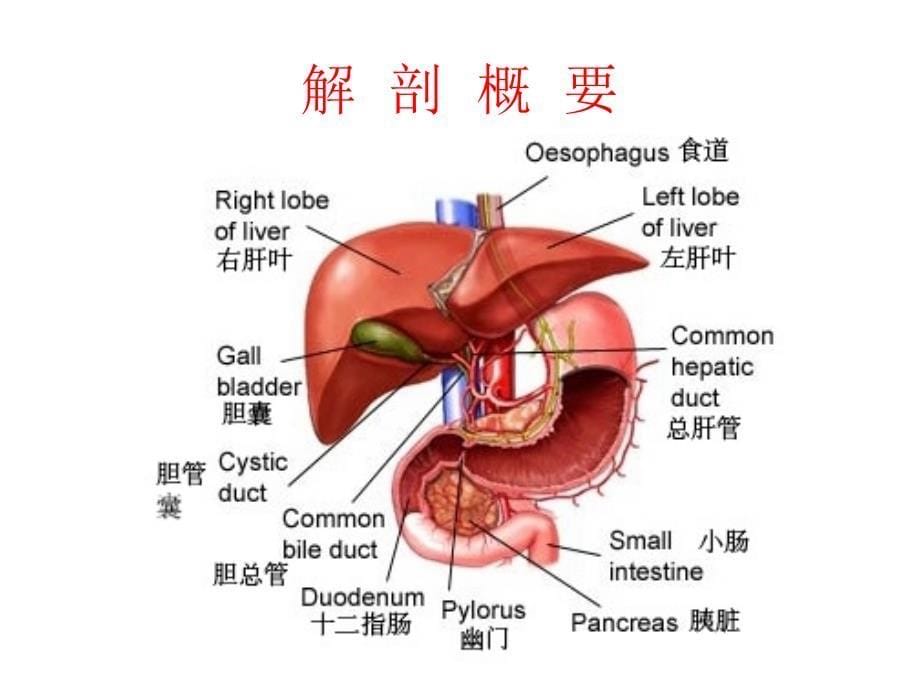 外科学教学课件（暨南大学）胆道疾病_第5页