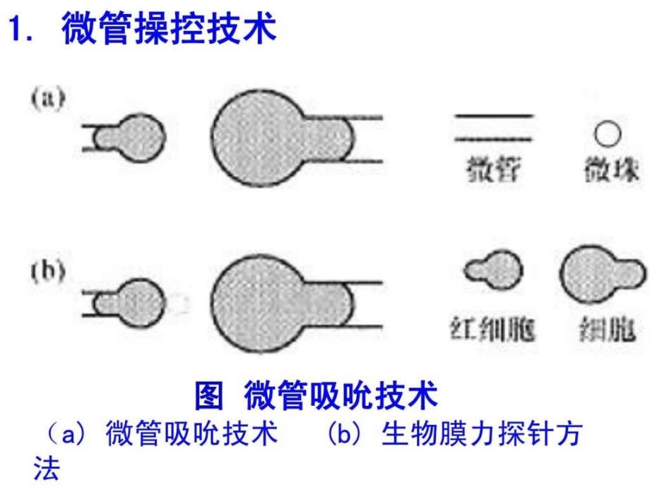 生物力学研究方法与技术-1_第4页