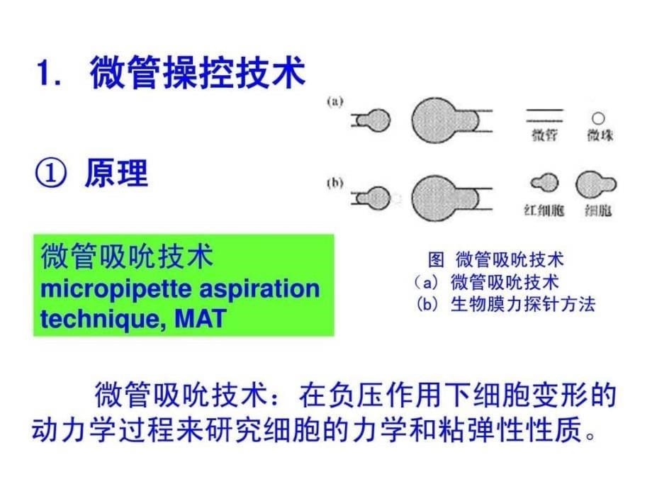 生物力学研究方法与技术-1_第5页