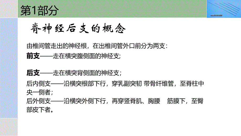 脊神经后支卡压综合征的诊断与内热针治疗_第2页