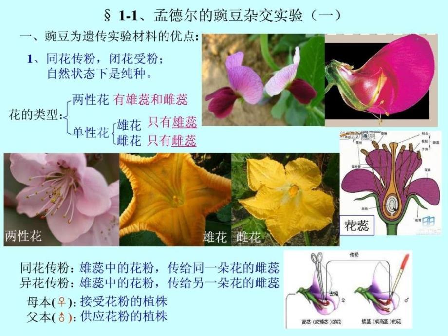 高中生物必修2第一章、遗传因子的发现_第3页