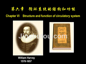 循环系统结构及功能