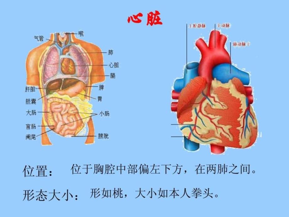 心脏、血管、血液循环_第3页