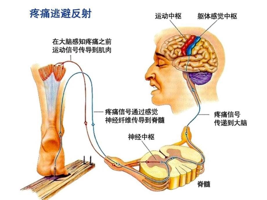 简单反射和复杂反射_第5页