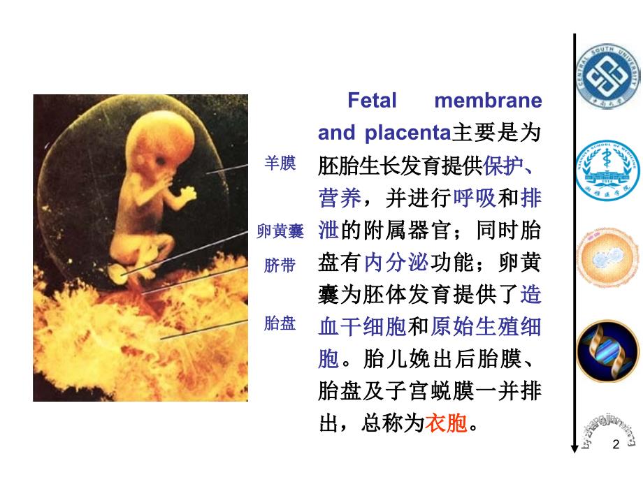 发育生物学教学课件18-1-胎膜与胎盘_第2页
