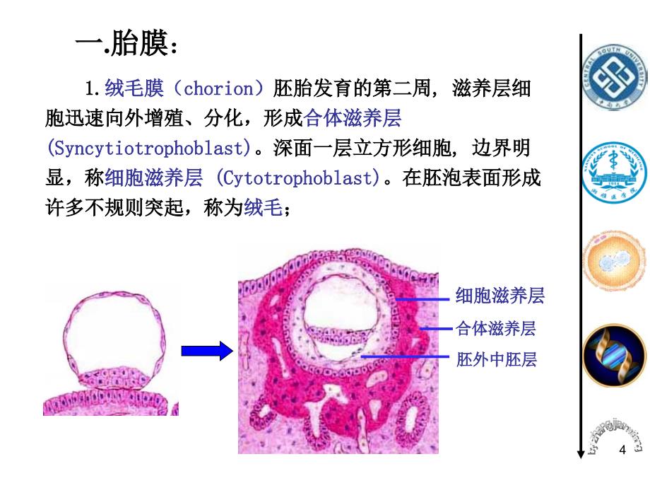 发育生物学教学课件18-1-胎膜与胎盘_第4页