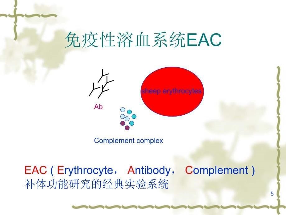 医学免疫学教学课件汇编-4补体-by那个完全没重点的老师_第5页