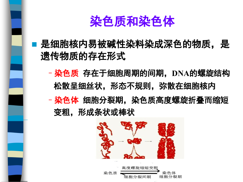 医学遗传学精品课件（南方医科大学）第二章 人类染色体及染色体病_第4页