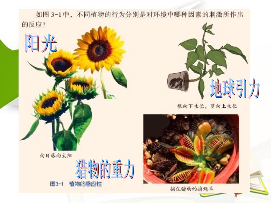 第1节 植物生命活动的调节(1) ——植物的感应性_第3页