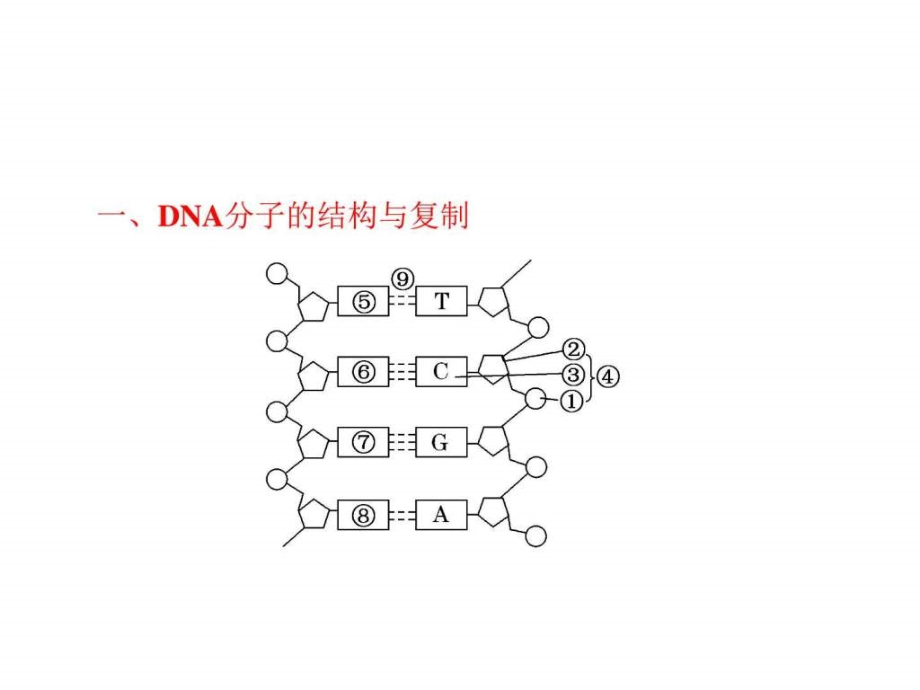 高三生物一轮必修2第9章第二讲dna分子的结构和复制基因_第4页