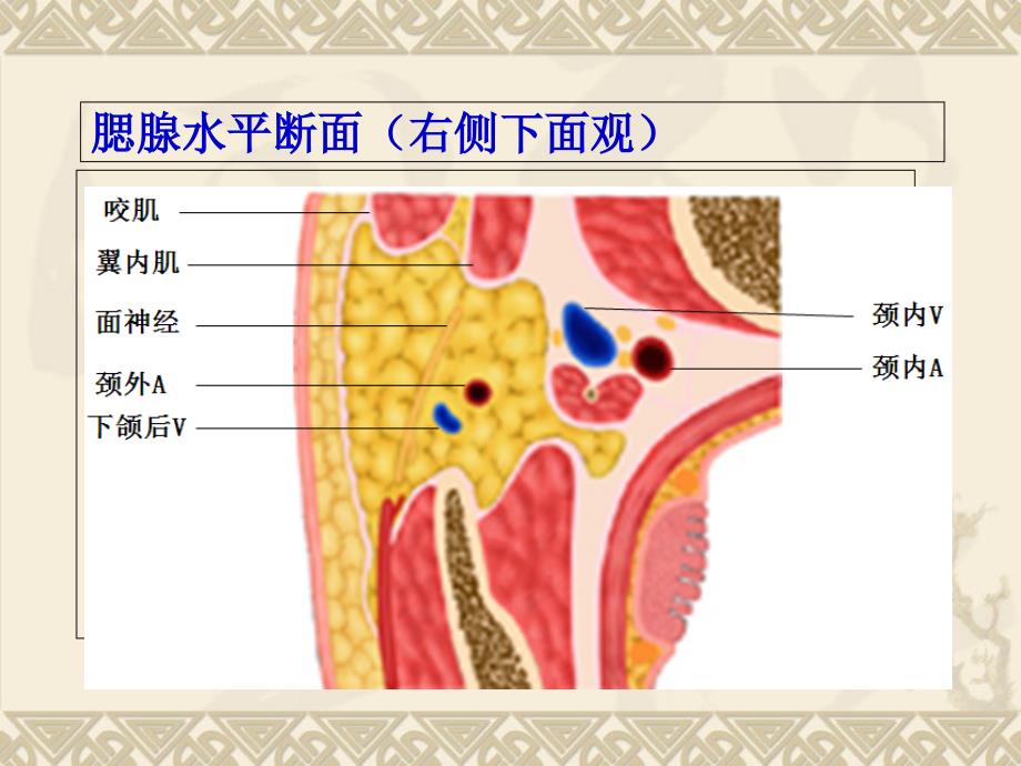 腮腺的解剖及常见疾病_第3页