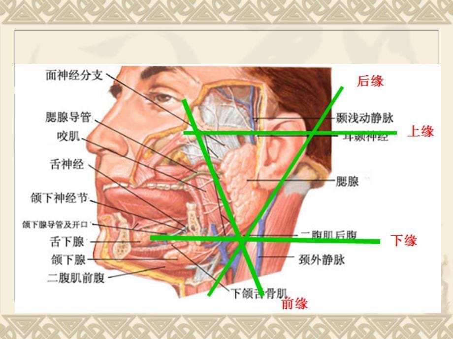 腮腺的解剖及常见疾病_第5页