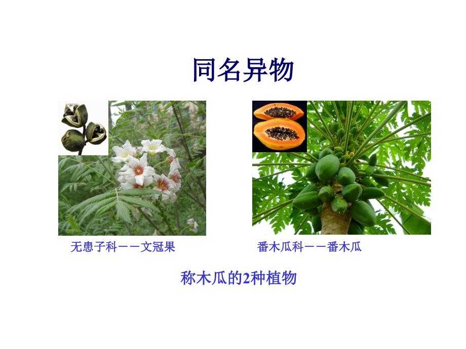 怎样给植物命名_第1页