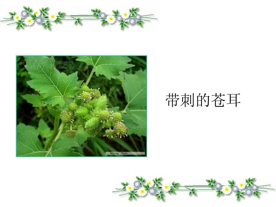 植物妈妈有办法5_第5页