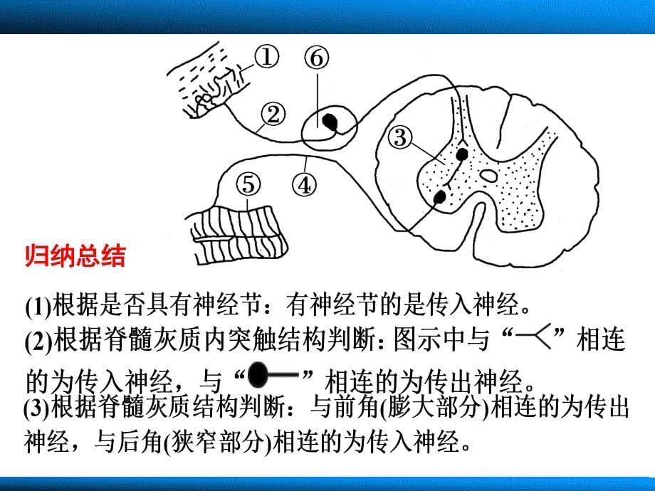 生物一轮复习通过神经系统的调节_第5页