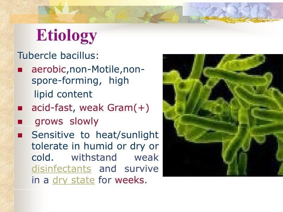 《tuberculosi结核》ppt课件_第5页