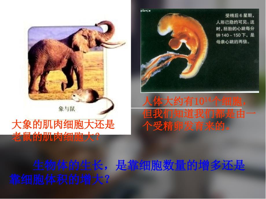 人教版高中生物必修一第六章第一节课件_第1页