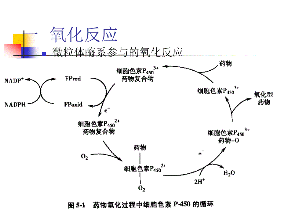 生物药剂学 药物代谢反应_第3页