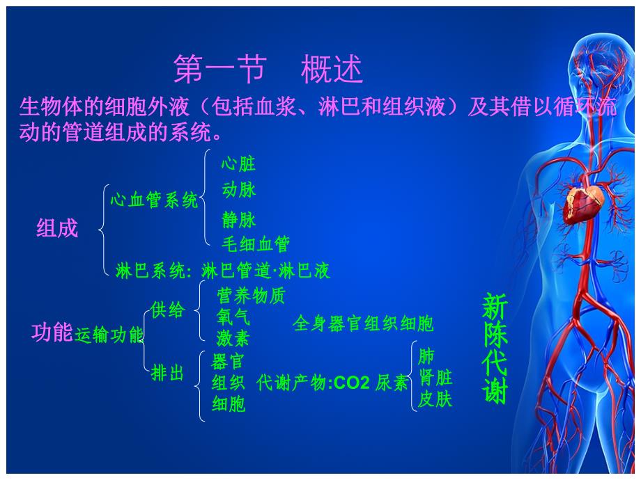 临床医学循环系统解剖和神经调节_第2页