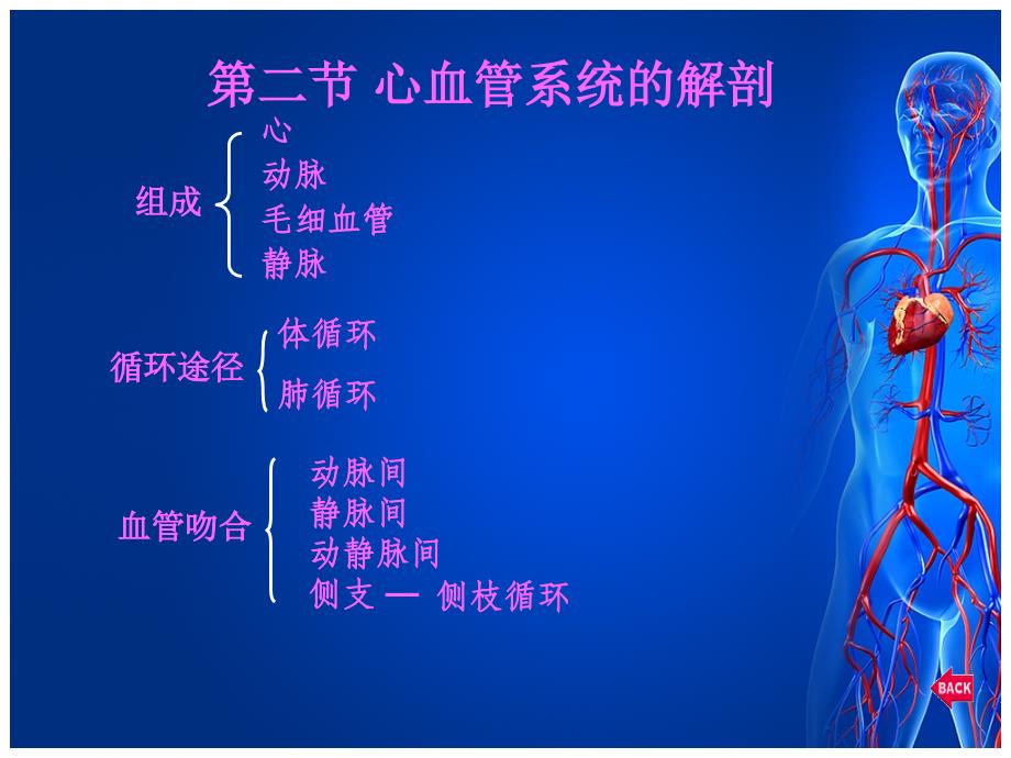 临床医学循环系统解剖和神经调节_第3页