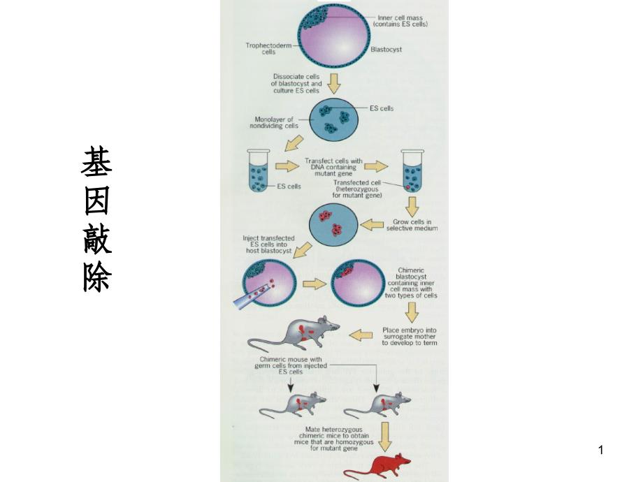 细胞生物学-3细胞生物学研究方法_第1页