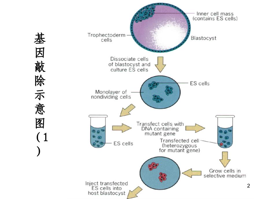 细胞生物学-3细胞生物学研究方法_第2页