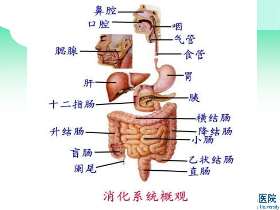 胃肠道正常表现及基本病变_第2页