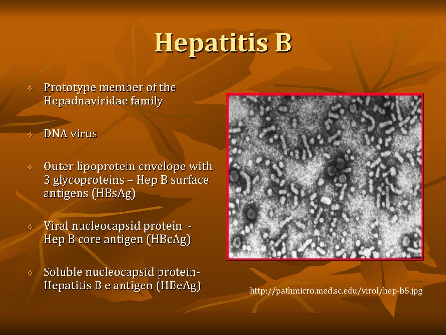 hepatitisb-universityofnorthcarolinaatchapelhill：乙型肝炎-北卡罗来纳大学教堂山分校_第2页