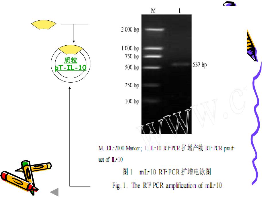 小鼠il-10基因的克隆_第4页