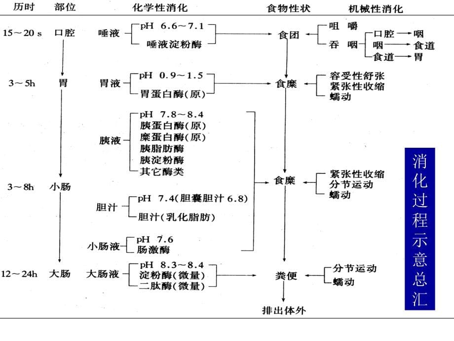 动物生理学__消化与吸收_第5页