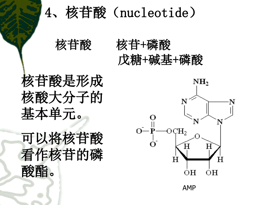 核苷酸（nucleotide_第1页