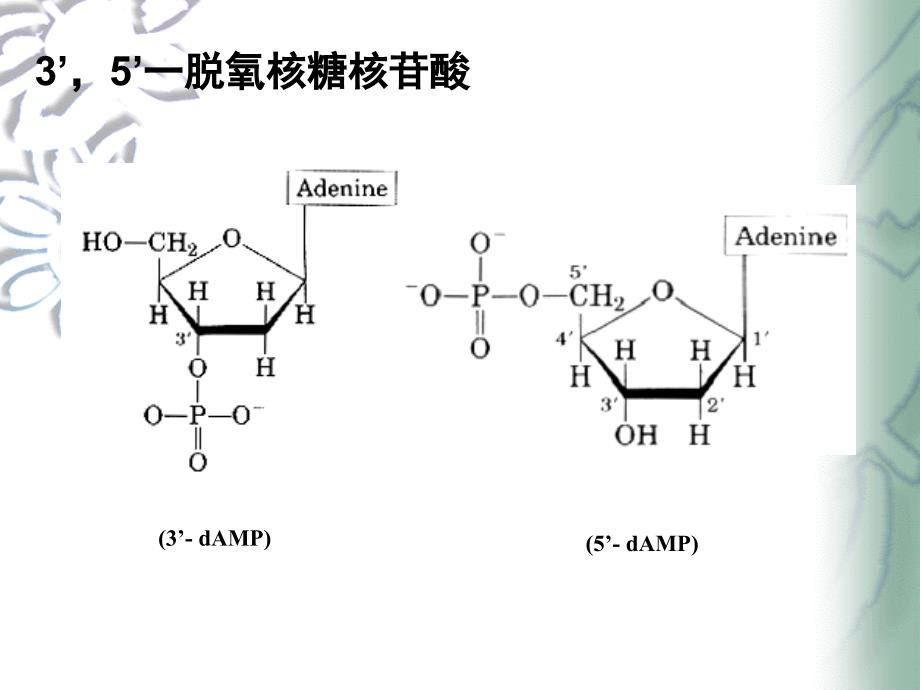 核苷酸（nucleotide_第4页