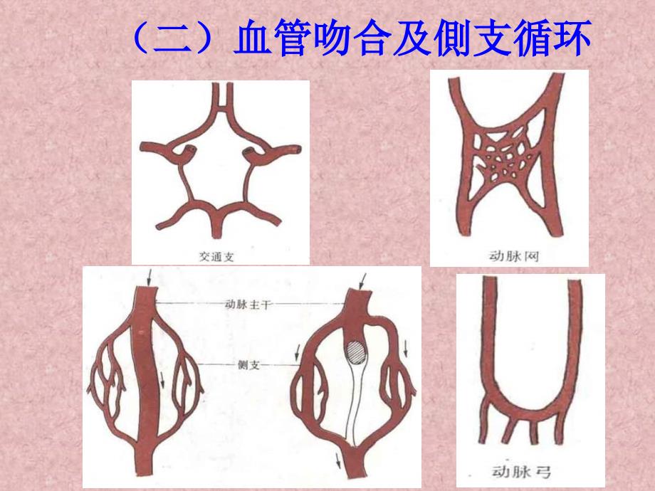 运动解剖学-第二章 血管部分_第2页