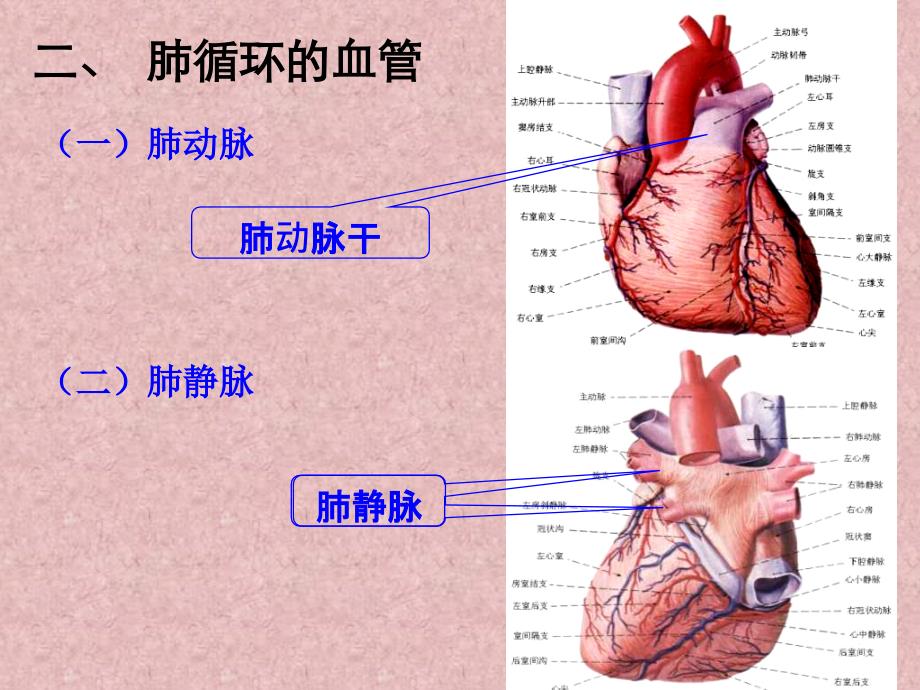 运动解剖学-第二章 血管部分_第3页