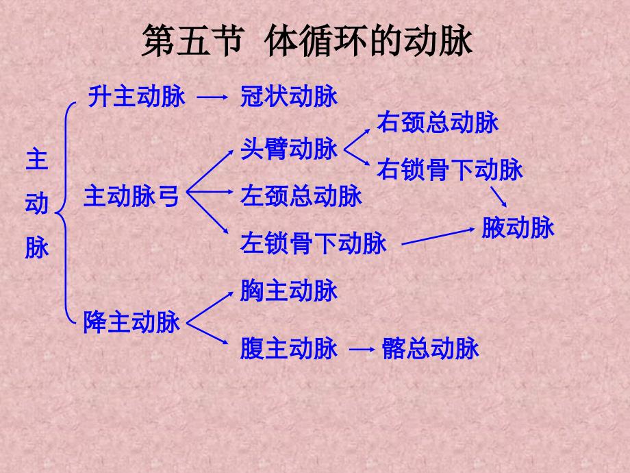 运动解剖学-第二章 血管部分_第4页