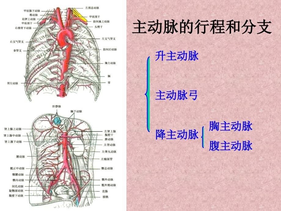 运动解剖学-第二章 血管部分_第5页