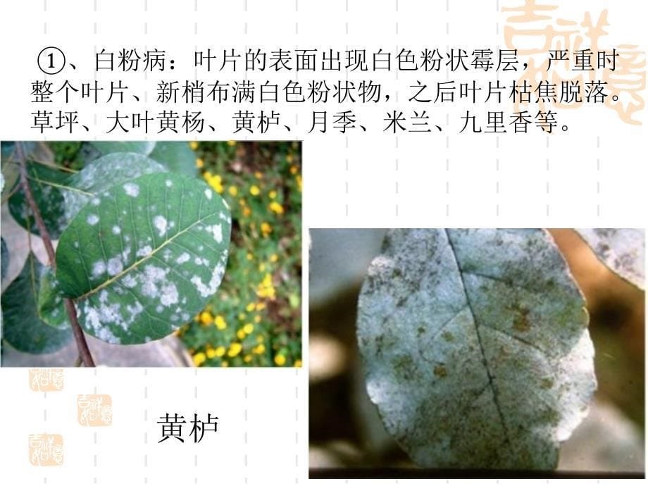 【5A版】常见园林植物病虫害识别与防治_第5页
