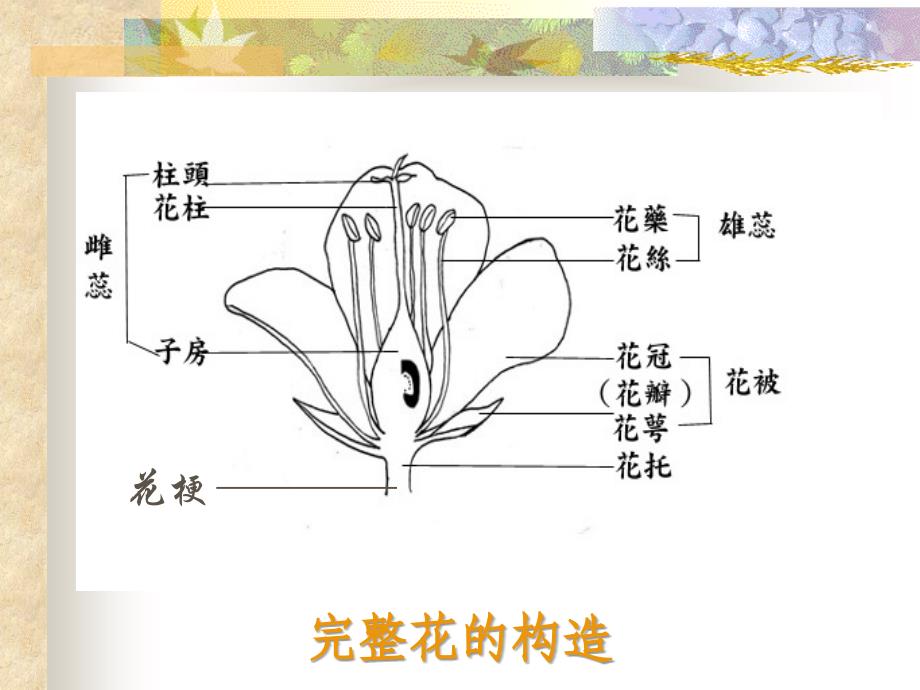 植物器官——花、果实、种子_第2页