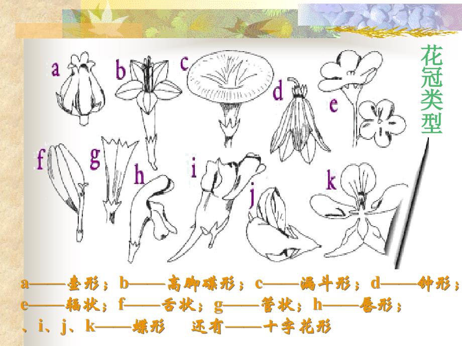 植物器官——花、果实、种子_第3页