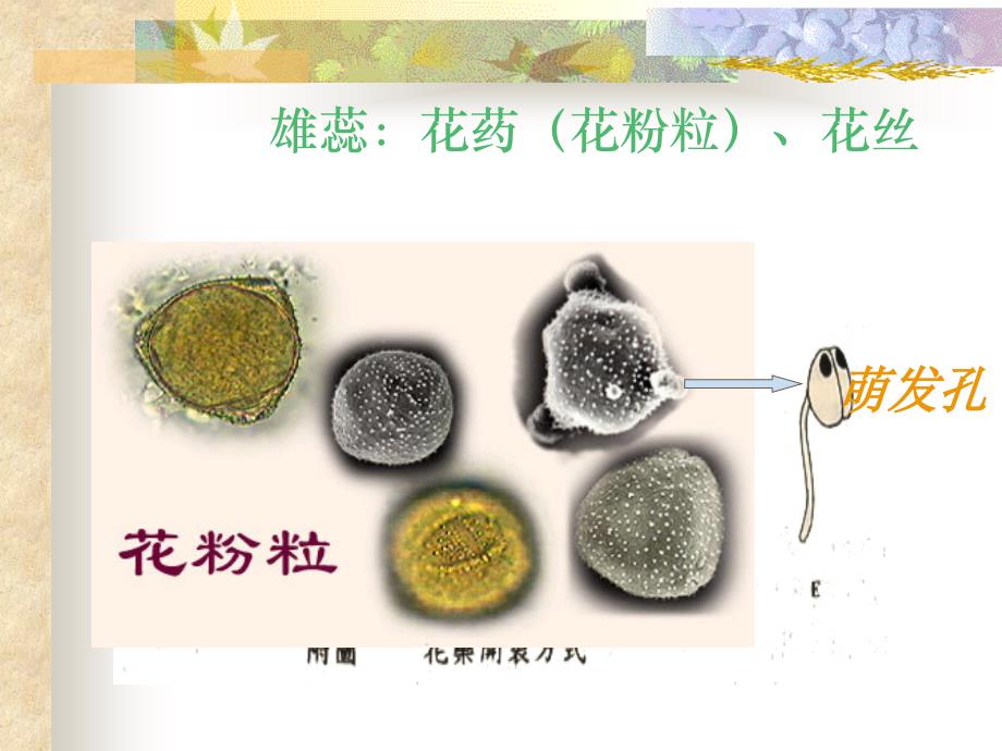 植物器官——花、果实、种子_第4页