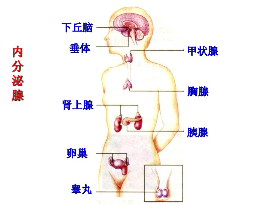 通过激素的调节(2016届高三生物一轮复习)_第4页