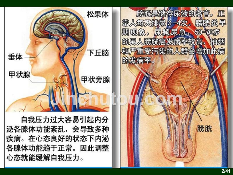 3,人体器官结构及病理浅析_第2页