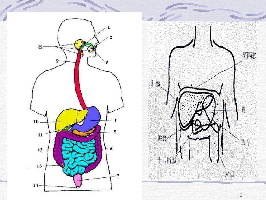 胃肠道疾病的合理用药_第2页