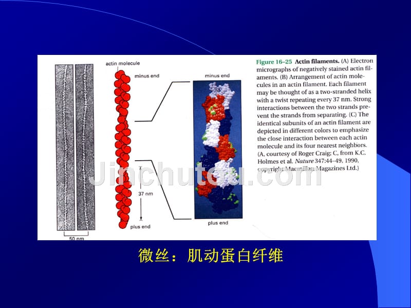 细胞生物学课件-第十一章 细胞的骨架体系（1）_第3页